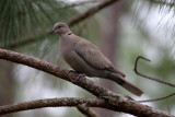 Eurasion Collared Dove