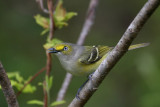 White-eyed Vireo