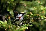 Chestnut-sided Warbler