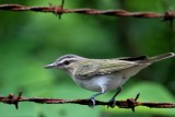 Red-eyed Vireo