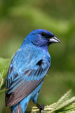 Indigo Bunting