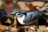 White-breasted Nuthatch