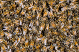 Bee Swarm-3