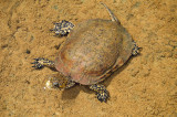 Chap. 11-19, Southwestern Pond Turtle