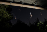 Chap. 11-34, Bats emerging from roost