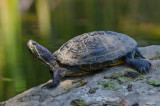 Chap. 11-18, Red-eared Slider
