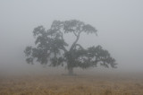 Chap. 1-37, Valley Oak in Fog