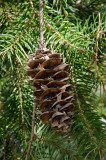 Bigcone Spruce-2