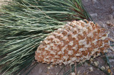 Chap. 8-5, Coulter Pine Cone
