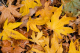 Chap. 1-31, Big Leaf Maple Leaves