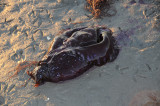 Sea Hare-2 .jpg