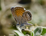 Pigmy Blue Butterfly.jpg