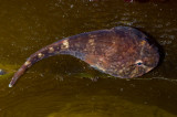 Northern Clingfish (Gobysox maeandricus).jpg