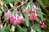 1-29-12-Eucalyptus sideroxylon - Red Ironbark-21.jpg