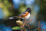 Chap. 11-23, Spotted Towhee