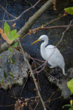 Chap. 11-24, Snowy Egret
