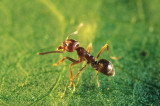 ants-3.jpg