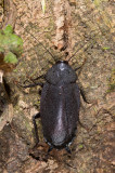 Black Cockroach.jpg