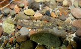 TidewaterGoby_23NOV11_BellCreek_Gaede.jpeg