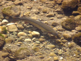 Chap 9-14, Southern California Steelhead - Mission Creek 2-16-08 c. 30 inches. Mark H.Capelli 2008a.jpg