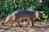 island-fox-2.jpg