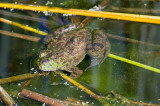 Chap. 11-20, Bull Frog