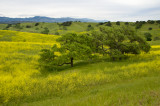 Spring-mustard-2.jpg