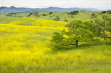 Spring-mustard-3.jpg