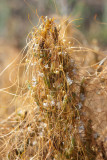 Dodder-1.jpg