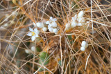 Dodder-3.jpg