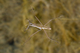 Water-Strider-2.jpg