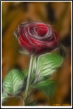 Rose2.jpg