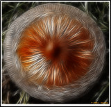 Fungus 1.jpg