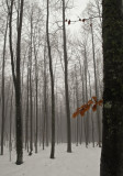 froid et brumeux