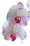 orchides