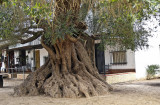 secular olive tree