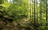 luminous spring forest