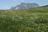 Blooming Alpine Meadow