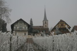 the vineyard in winter