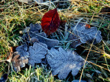 frozen leaves.