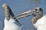 Anhinga trail - Everglades - 4094