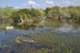 Anhinga trail - Everglades - 4140