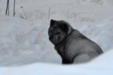 Arctic fox, Ranua Arctic Zoo - 5971