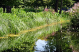 Jardin anglo-chinois, Parc du Chteau de Chantilly - 6794