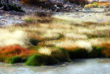 Hot springs grass. 