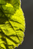 Backlit leaf