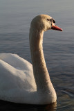 Mute Swan portrait