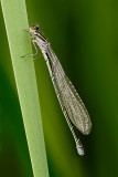 Willow Emerald Damselfly