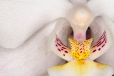 White Orchid