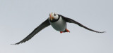 Horned Puffin